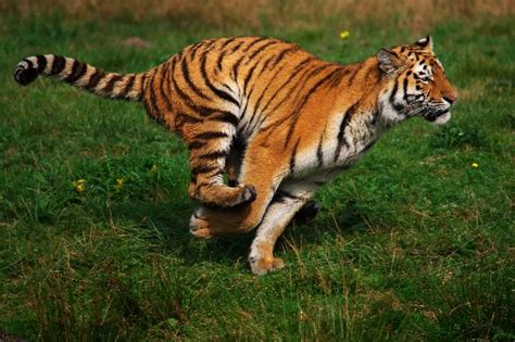 Siberian Tiger Running Tiger Facts And Information