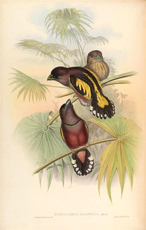 Eurylaimus Javanicus Vintage Bird Of Asia Painting By Vintage Birds Of