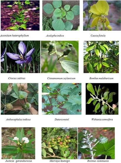 Different Types Of Medicinal Plants And Their Uses Octopussgardencafe