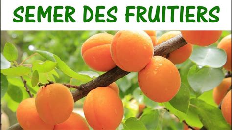 Semer Des Arbres Fruitiers Semer Des Noyaux Et P Pins En Arbre