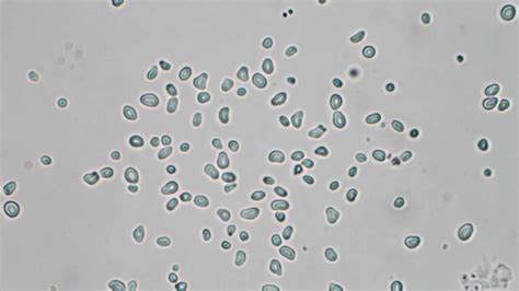 The disorderly motion of small particles (dimensions of several microns or less) suspended in a liquid or gas; " Brownian Motion " Dogwood Pollen - YouTube