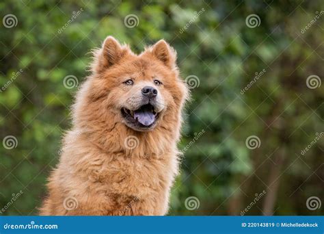 The Face Of A Chow Chow Dog With A Blue Tongue Stock Image Image Of