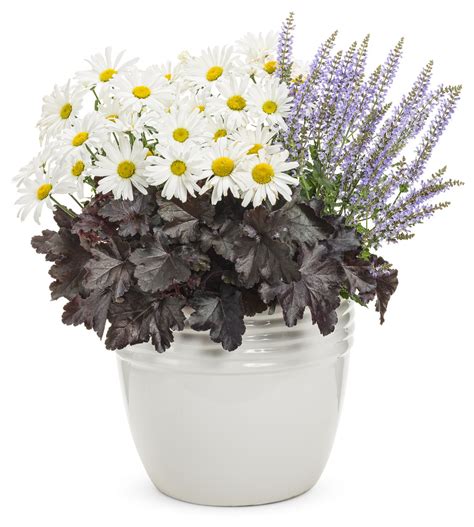 Heuchera cultivars black pearl ™. Primo® 'Black Pearl' - Coral Bells - Heuchera hybrid ...
