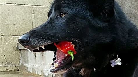If it is just one tumor, then it can usually be removed and the dog has the potential to live a full life for a few more months or even years. This Is What Happens When You Feed A Pepper To Dogs ...