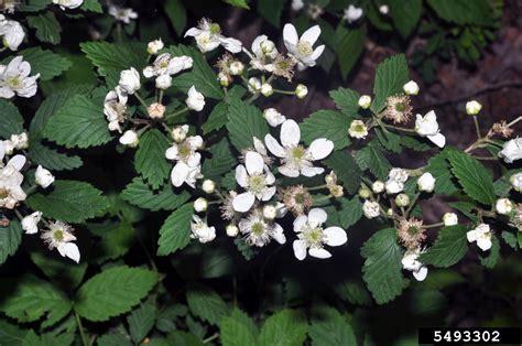Northern Dewberry Rubus Flagellaris