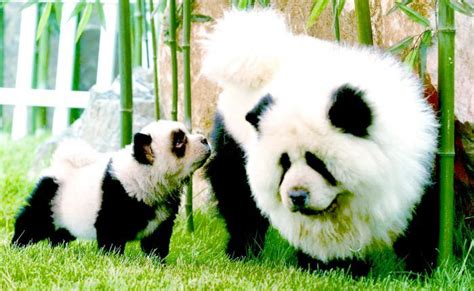 Panda Panda Bear Dogs
