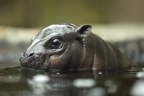 Wow zoo baby baby pygmy hippo. Zoo's baby pygmy hippo makes splashy debut - Pacific San Diego