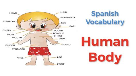 How To Call Human Body Parts In Spanish ★ Spanish Vocabulary ★ Learn