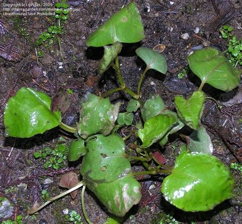 You can find lucky bamboo plants at your local garden center or nursery, and even some grocery stores. PlantFiles Pictures: Japanese Knotweed, False Bamboo ...