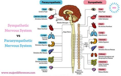 Sympathetic And Parasympathetic Nervous Systems Intro Psych Blog F19group 7