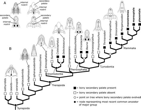 Simplified phylogeny of living terrestrial vertebrates (or tetrapods