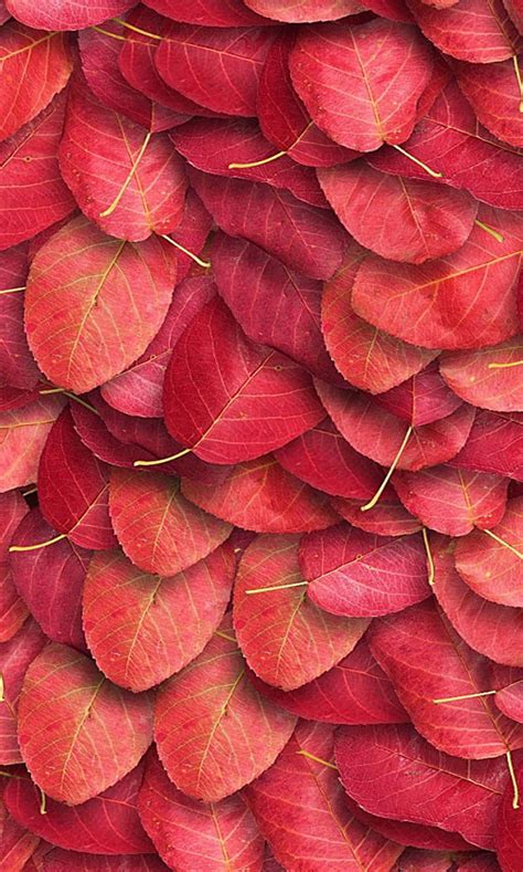 Leaves Red Hd Mobile Wallpaper Peakpx