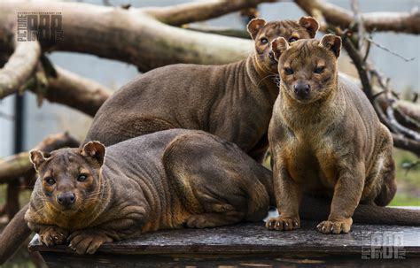 Fossa Wallpapers Animal Hq Fossa Pictures 4k Wallpapers 2019