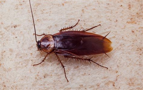 Cockroaches Common Pest Identification In Austin Tx