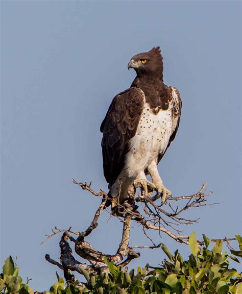 The martial eagle is one of the most highly aerial members of its subfamily. Details : Martial Eagle - BirdGuides