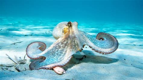 Octopuses Punch Fish In Spite Diandrea Media