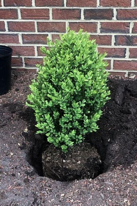 12 Best Low Maintenance Evergreen Shrubs For Front Of House Front