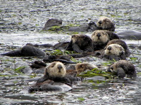 Cat Poop May Be Killing California Sea Otters Toxic Parasite Presents