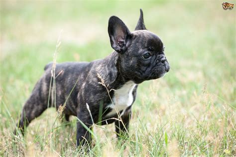 As a french bulldog owner, it can be alarming if your dog does not seem to be their best health. Eight top facts about the French bulldog | Pets4Homes