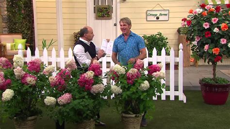 Are there any special values on garden flowers? Cottage Farms Vanilla Strawberry Hydrangea with Dan ...