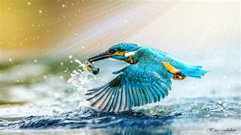 kingfisher Ultra HD Desktop Background Wallpaper for 4K UHD TV