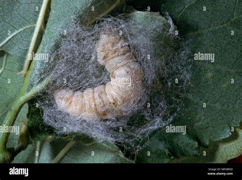 Chinese Silkmoth Larva Bombyx Mori Spinning Cocoon Also Known As A