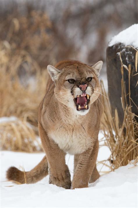 Top 10 strongest big cats the line up of the big cats from no.1 to no.10 is not according to the strength wise, but just to. 298 best Big Cats Say It With A Roar! images on Pinterest ...