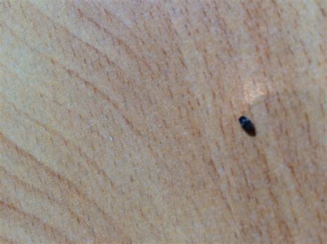 Danke für die tollen tipps. Was sind das für Tiere/Ungeziefer/Käfer? (Haushalt)