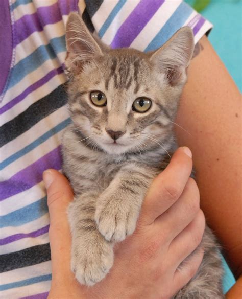 Newborn babies (newborn baby) neonate: Patrice & her 8 baby kittens debut for adoption today!