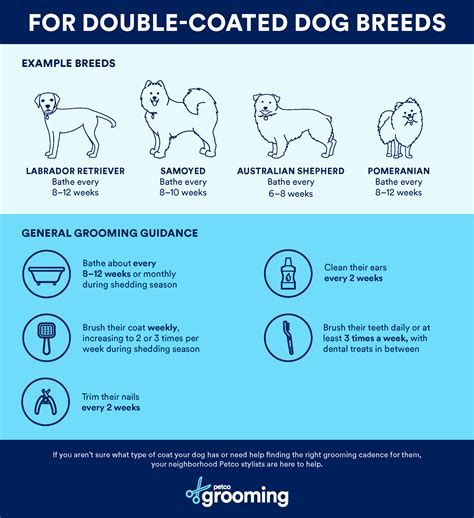 How Often Should You Brush A Shedding Dog For A Healthy Coat?