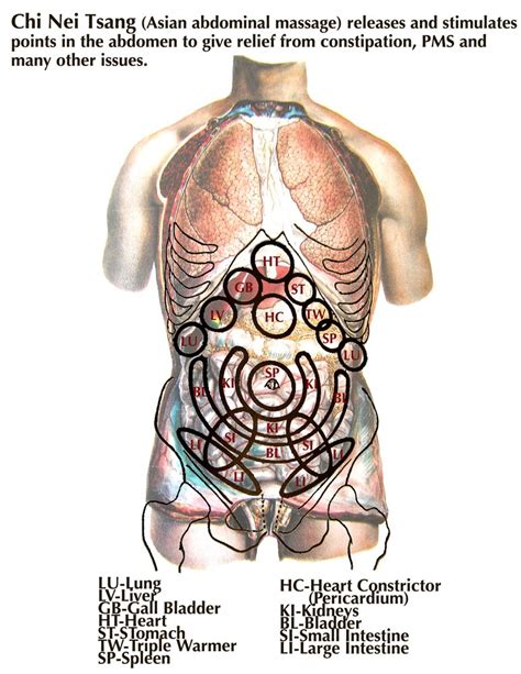 What organs are located on the back lower right hand side? Abdominal Chi Massage | Sea Therapy