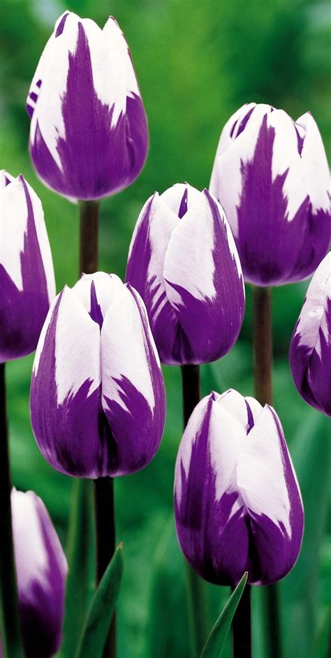 Red pink purple blue green yellow orange brown gray black. Purple and White Tulips | Blooming Flowers Bontanically ...