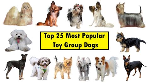 What Dog Breeds Are In The Toy Group