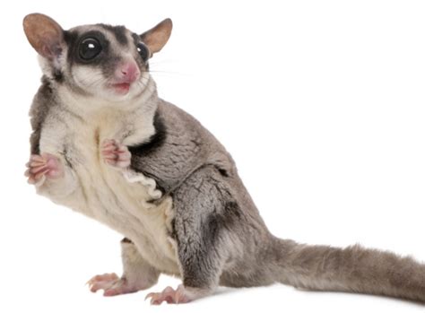 See more ideas about gliders, sugar glider, sugar bears. Suggies For Dummies: Sugar Glider Info