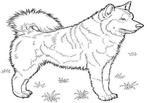 Dibujos de Husky para colorear — Imprimir y pintar | WONDER DAY