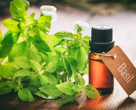 This is where essential oils for hair care can really help. The 3 Best Essential Oils for Hair - Vietnam hair