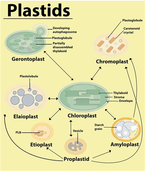 Plastids In A Plant Cell Diagram