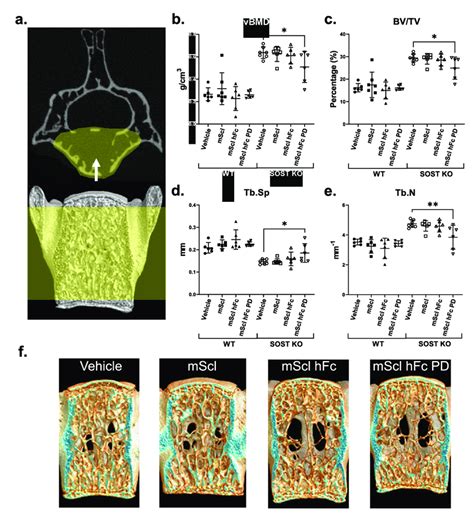 Vertebral Trabecular Bone Phenotype Of Wt And Sost Mice Treated With
