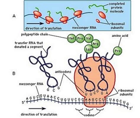 However, activation of rnase l arrests nuclear mrna export, which strongly inhibits. Protein Synthesis: Transcription - SchoolWorkHelper