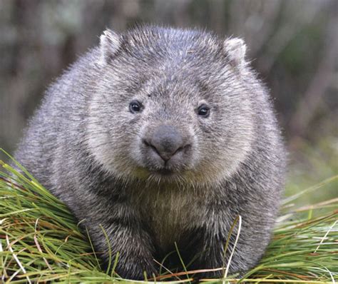 The most amazing animal that lives on this planet. image de wombat