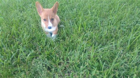 They can be excellent pets and easily become an affectionate member of the family. Pembroke Welsh Corgi Puppies For Sale | Spring Hill, FL #284359