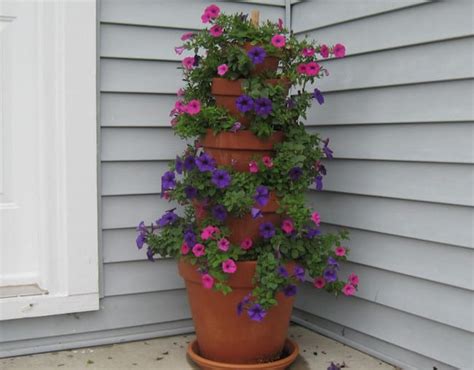 If you're transferring an annual from pot to soil, be sure to water the plant before you take it out and put it in the ground. Best Annual Flowers For Full Sun : Growing Annual Flowers ...