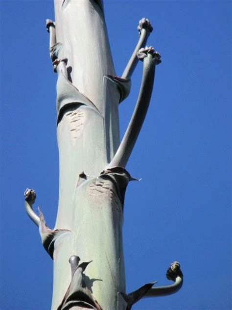 Maybe you would like to learn more about one of these? 4-24-15 More new shoots | Agave plant, Aloe plant, Stalking