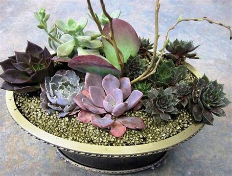 How To Make A Succulent Dish Garden Step By Step Diy Tutorial