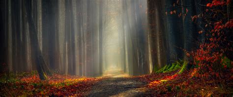 Forest Path Wallpaper 4k Autumn Leaves Dirt Road Pathway