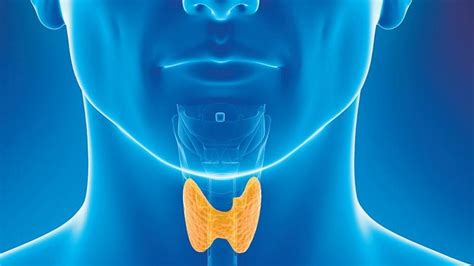 The thyroid gland is a single midline endocrine organ in the anterior neck responsible for thyroid hormone production which lies in the visceral space completely enveloped by pretracheal fascia. What are the Symptoms and Causes of Thyroid? | Blogging Heros