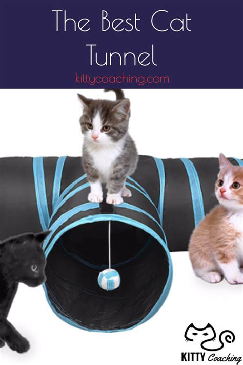 How to tell if your cat is plotting to kill you. The Best Cat Tunnel (2018)