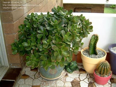 This video has been highly requested for a long time and i was finally. PlantFiles Pictures: Dollar Plant, Jade Plant, Jade Tree ...