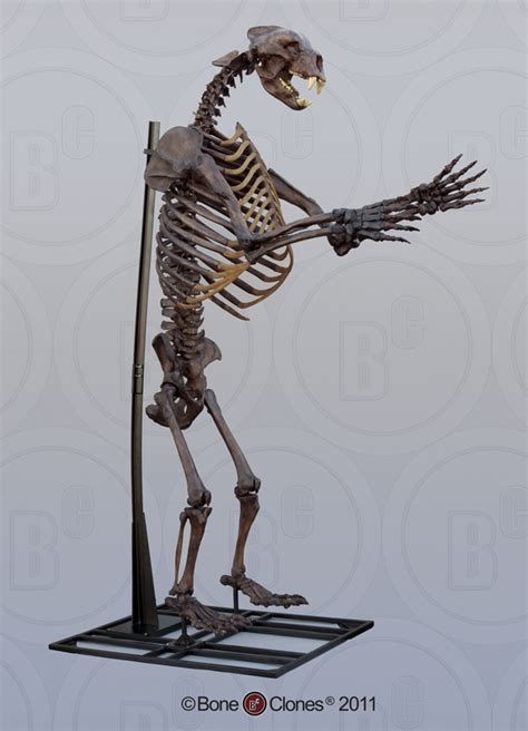Short Faced Bear Articulated Upright Skeleton Bone Clones Inc