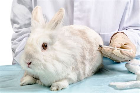 Vaccines Rabbit Welfare Association And Fund Rwaf
